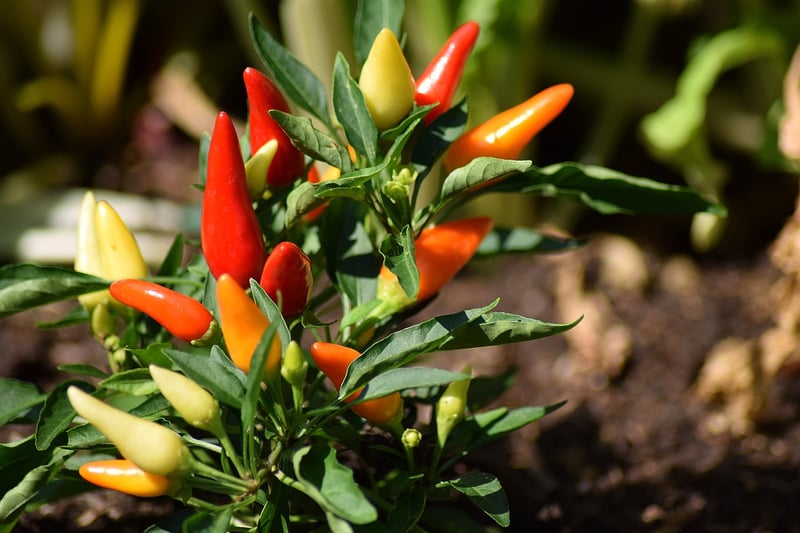Chili Peppers